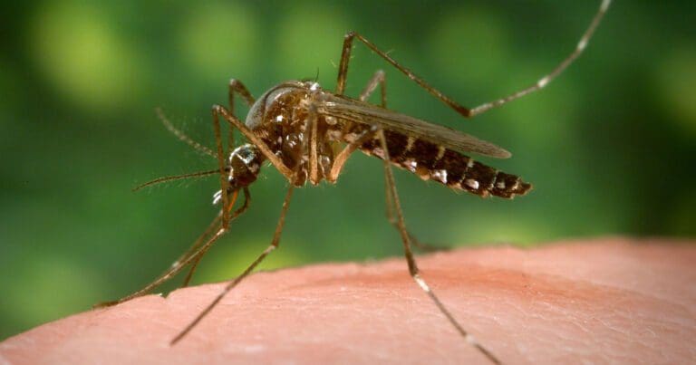 Mosquitoes