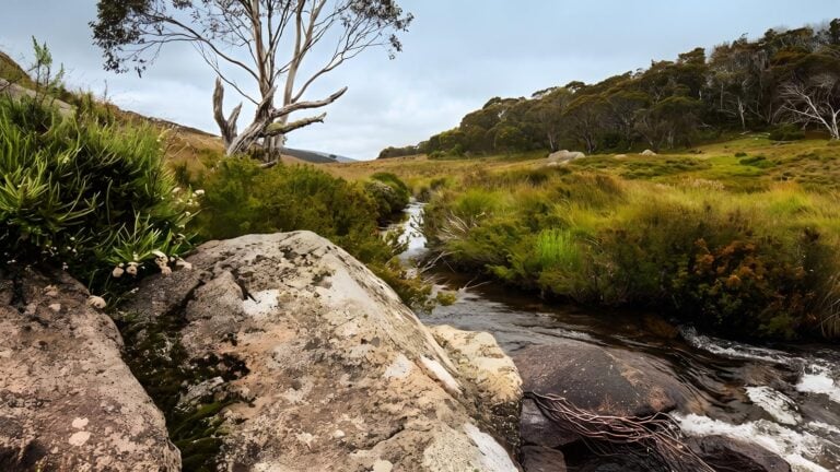Cascade hut trail walk (10km)