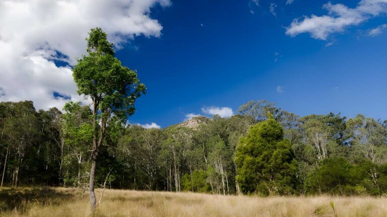 Brush turkey track (1km)