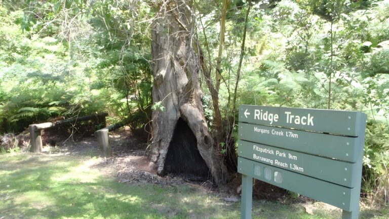 The Ridge Track Loop Walk (2.9km) The ridge track loop walk (2. 9km)