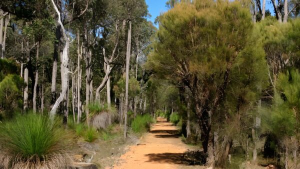 Jarrahdale balmoral trail walk (11km)