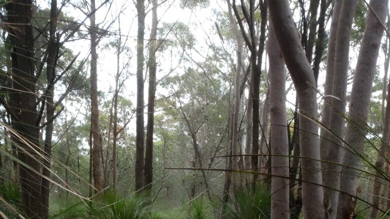 Mouat trail: katandra to rumbalara walk (4. 1km)