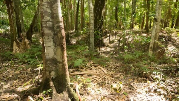 Coachwood Loop Walking Track (800m) Coachwood loop walking track (800m)