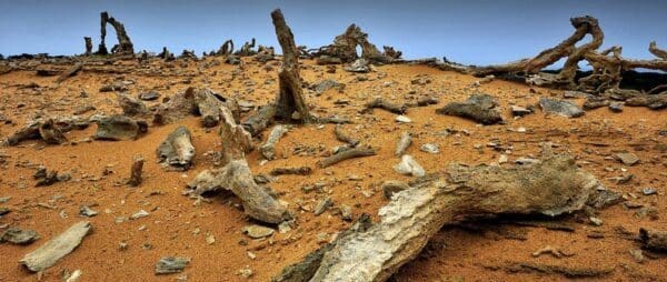 Calcified forest walk trail hiking australia 600x254