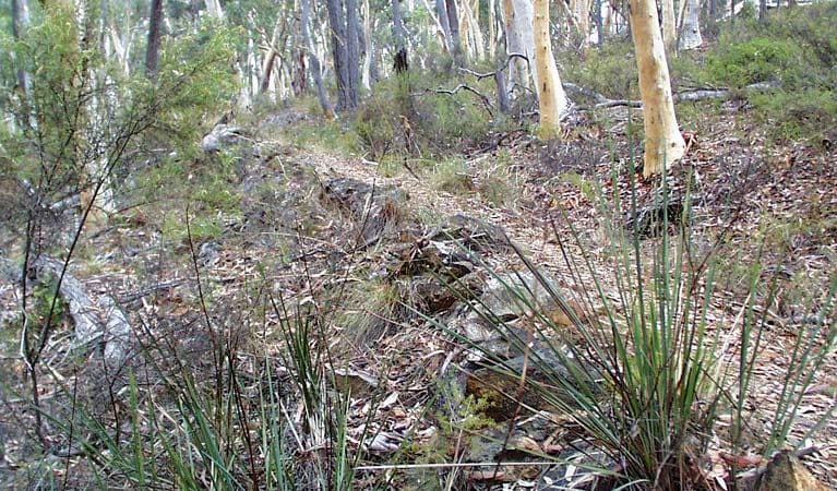 Historic Water Race Walking Track (2.6km) Historic water race walking track trail hiking australia