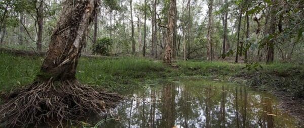 Hikes Ironbark ridge and spotted gum 600x254