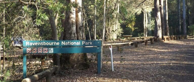Ravensbourne Rainforest Circuit Walk (1.7km) Ravensbourne rainforest circuit 768x325