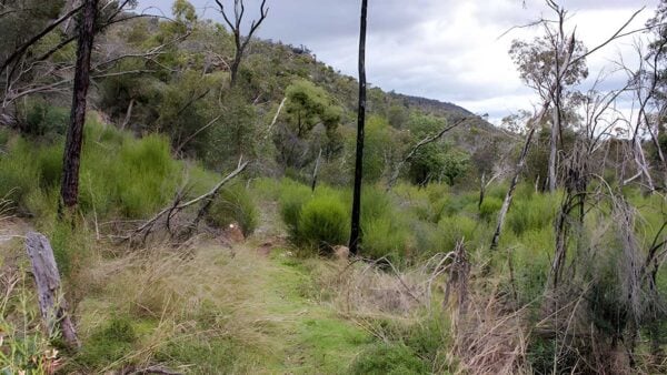 Lynchs loop trail walk (2. 5km)