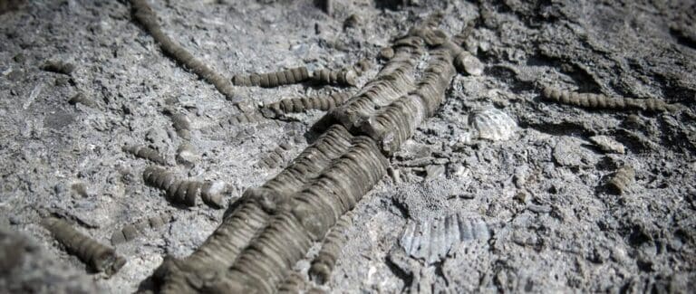 Fossil Cliffs Walk (4.5km) Fossil cliffs trail hiking australia 768x325