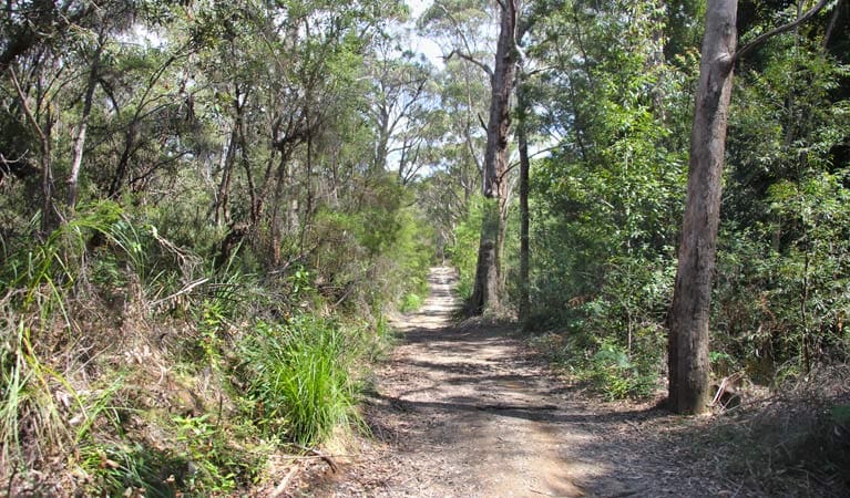 Heath & Bare Creek Trails Walk (3.7km) Heath and bare creek trails trail hiking australia