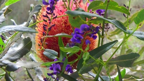 Spectacles banksia trail walk (3. 5km)