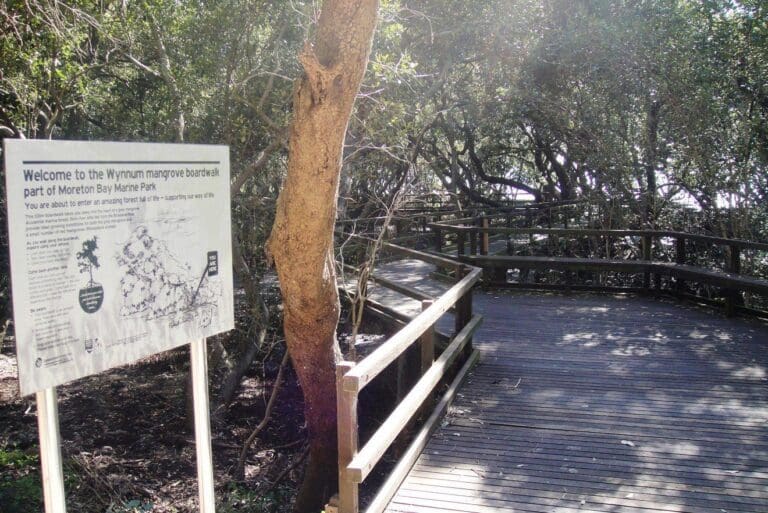 Wynnum north mangrove circuit 1