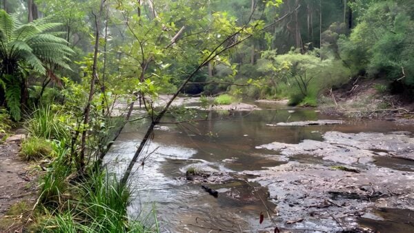 Boggy Creek Walk (4km) Boggy creek walk (4km)