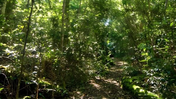 Iluka Rainforest Walking Track (2.6km) Iluka rainforest walking track (2. 6km)