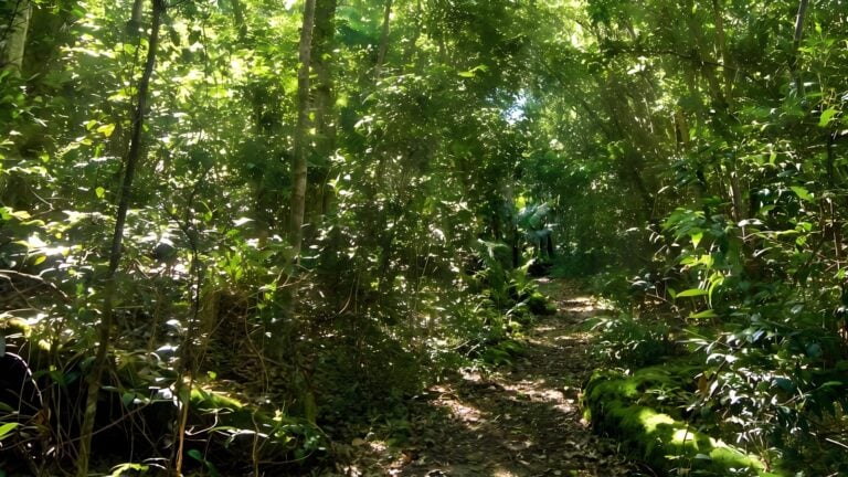 Iluka Rainforest Walking Track (2.6km) Iluka rainforest walking track (2. 6km)