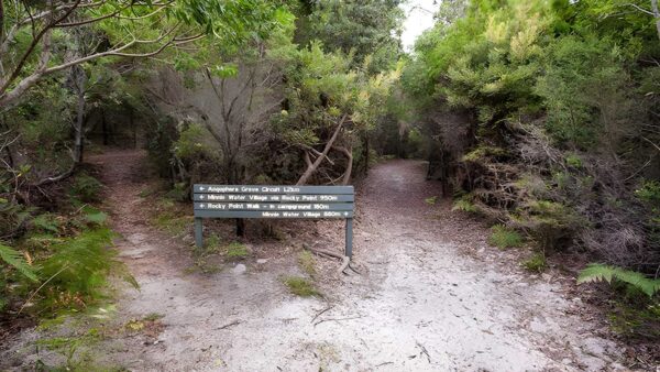 Angophora grove walking track (1. 2km)
