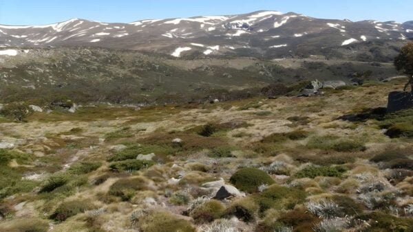 Charlotte Pass to Village Lookdown Walk (2.4km) Charlotte pass to village lookdown walk (2. 4km)
