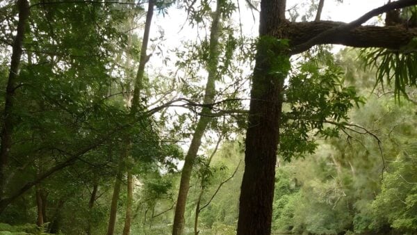 Galston gorge to berowra station hike (12. 9km)