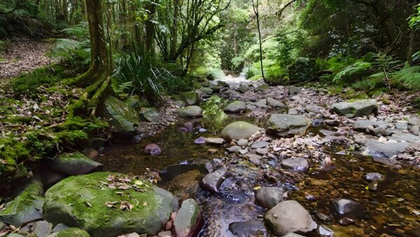 Sharpes creek walking track (4. 5km)