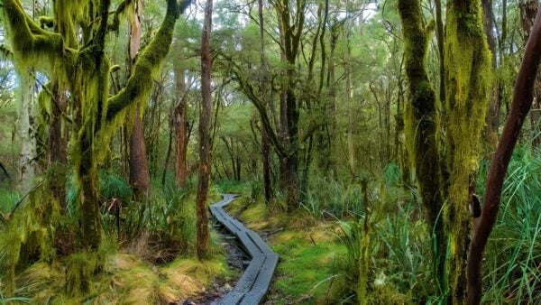 Tea Tree Falls Walking Track (4km) Tea tree falls walking track (4km)