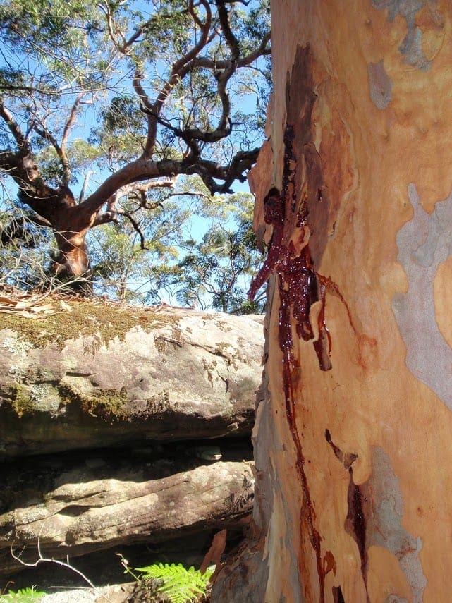 Glasson's Trail Walk (1.7km) Glassons trail