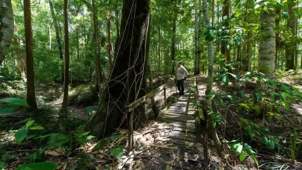 Cabbage palm loop walking track (1. 7km)