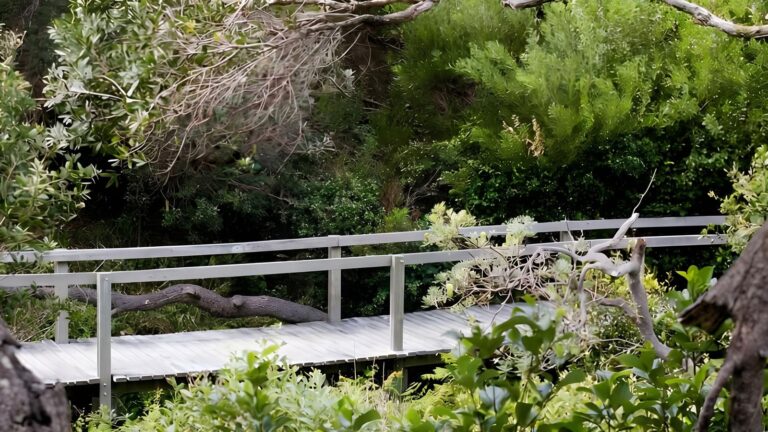 Wilsons headland walking track (3km)