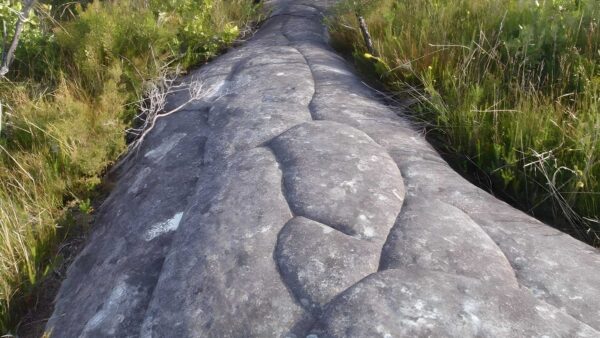 248 track hike (8. 3km)