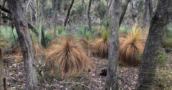 Cinnamon fungus