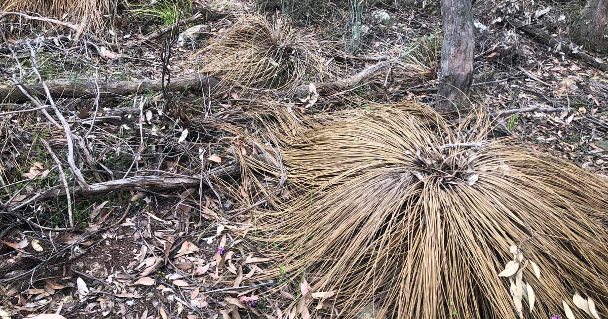 Phytophthora cinnamomi