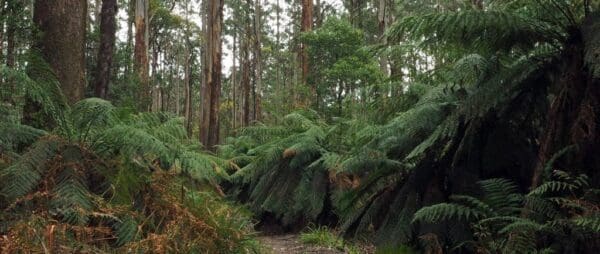 Hikes Tanglefoot loop trail hiking australia 600x254