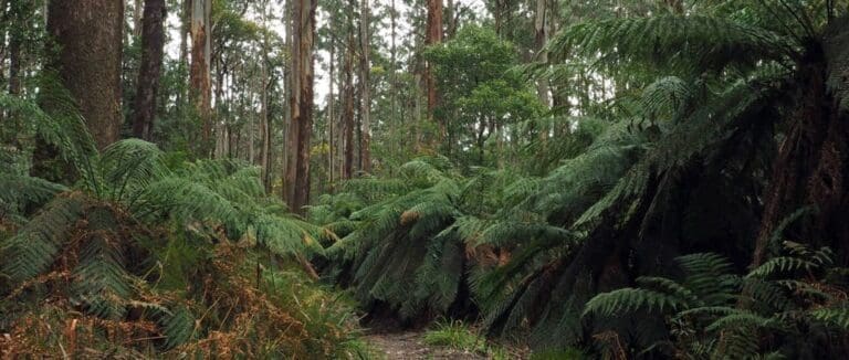 Tanglefoot Loop Hike (10.8km) Tanglefoot loop trail hiking australia 768x326