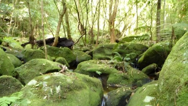 Basin Campsite to Watagan Valley Hike (13km) Basin campsite to watagan valley hike (13km)