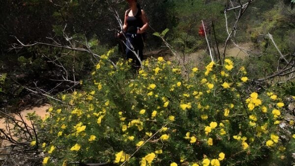 Blue wren ramble trail walk (2. 8km)
