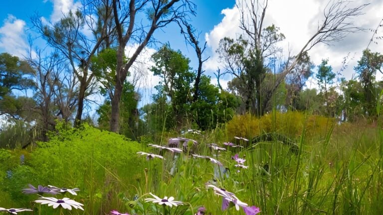 Kwinana loop trail walk (21km)