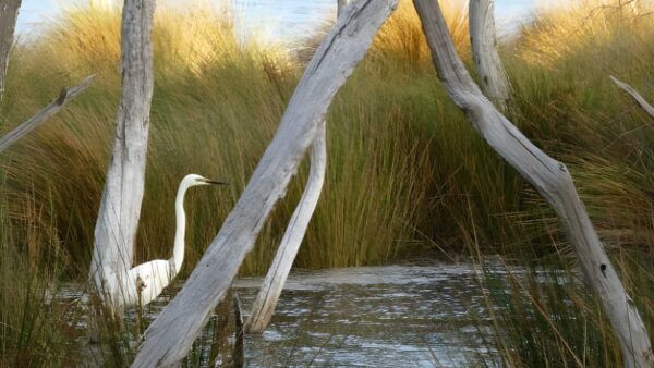 Baigup wetland walk (1km)
