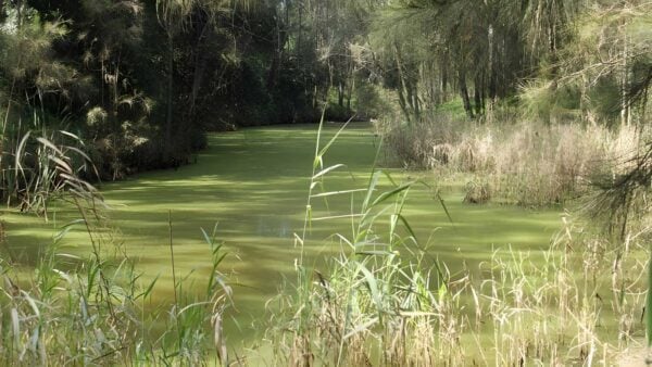 Second ponds creek walk (1km)