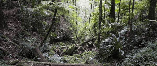 Hikes Buaraba creek ravensbourne national park 600x254