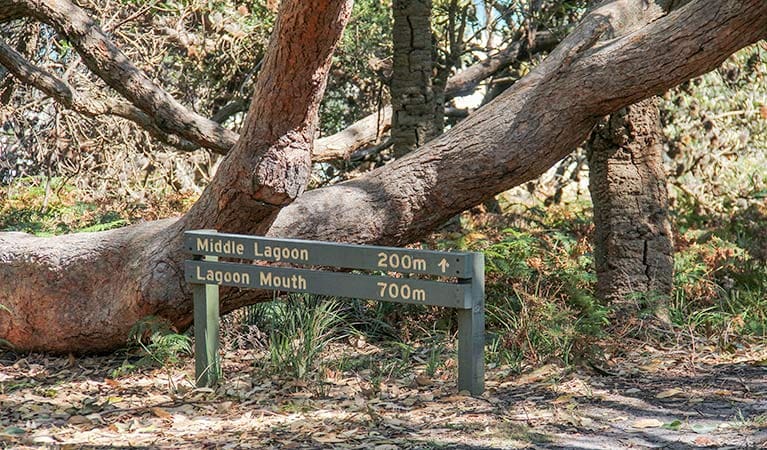 Middle Lagoon Walking Track (200m) Middle lagoon walking track trail hiking australia