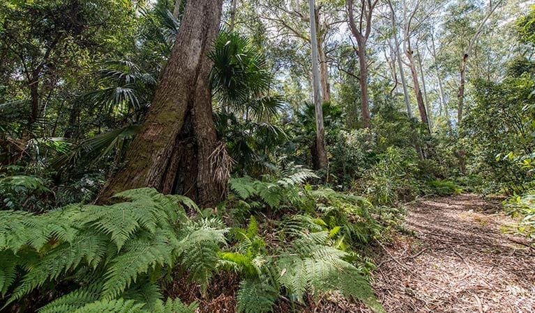 Sugar Creek Trail Walk (1.7km) Sugar creek trail trail hiking australia
