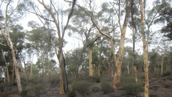 Ochre Trail Walk (5km) Ochre trail walk (5km)