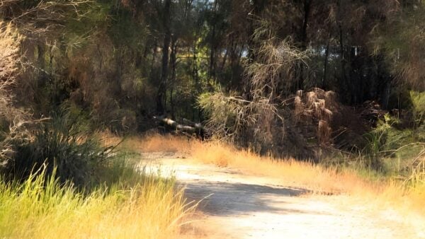 Samphire cove trail walk (1. 5km)