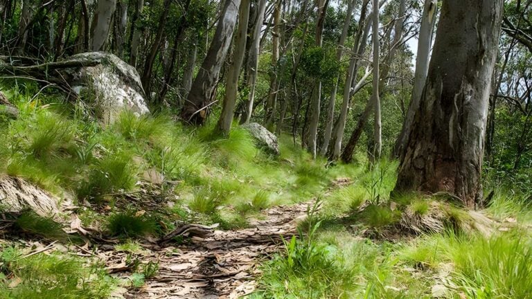Spring Glade Walking Track (3km) Spring glade walking track (3km)