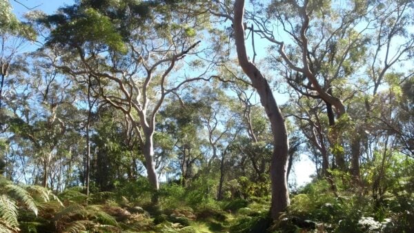 Wetland Trail to Redgum Lookout Walk (3.1km) Wetland trail to redgum lookout walk (3. 1km)