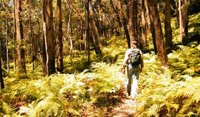 Federal Pass Hike (13km) Federal pass trail hiking australia