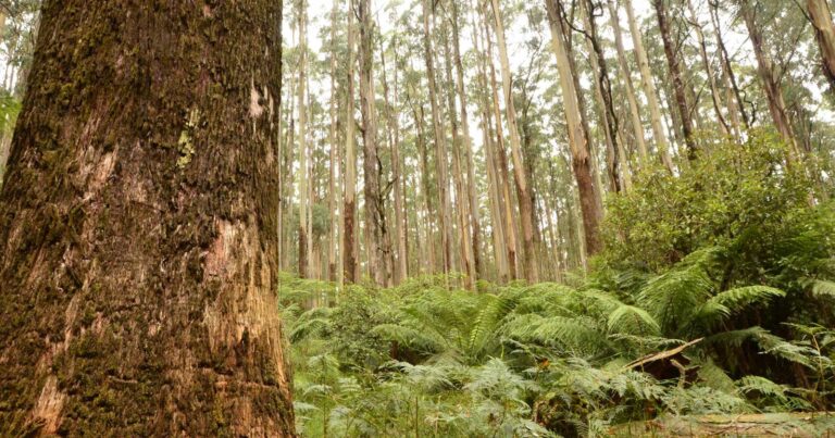 Toolangi state forest