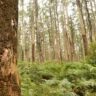 Toolangi state forest