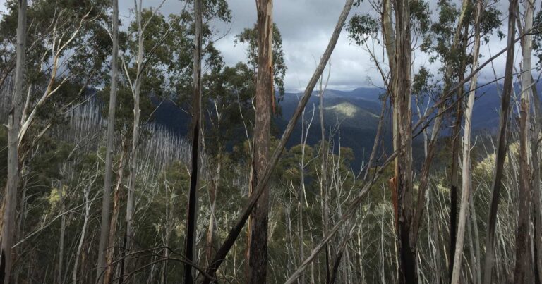Trip report - harrietville circuit