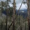Trip report - harrietville circuit