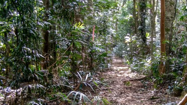 Big Scrub Loop Walking Track (2km) Big scrub loop walking track (2km)